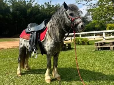 Mini fazendinha em Jundiaí: veja como é o passeio completo