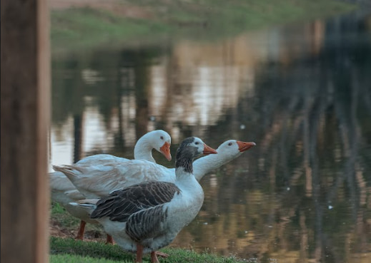 O que fazer em Jundiaí com comida típica e natureza