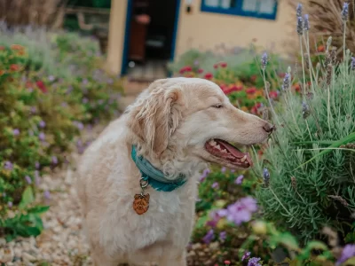 Chale petfriendly chale Conde DEu 1 1